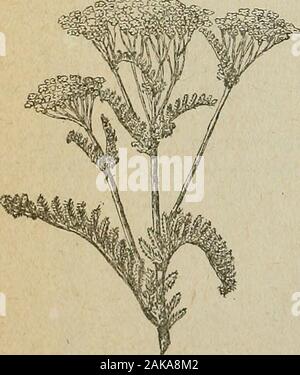 Ihr Unkraut und ihres Nachbarn: Teil 3 illustriert beschreibende Liste der Unkräuter. 98. Schafgarbe. (S.) Achillea Millefolium, L. Dieses Unkraut wächst sehr häufig werden in diesem Zustand, wo seine abgeflachter Cluster von weiß oder leicht rosa Blumen, und seine fein seziert Blätter sind becomingbut zu gründlich bekannt. Es ist einigen - was aromatische und zu stark bitterfor unser Vieh sogar an ihm nagen. Itshould aus Gerodeten im Juni andSeptember vor der Samen reif. Itsvalue als Kompost wird auf Seite 124 Teil 1 gefunden werden, von diesem Bulletin. Die Verwendung dieser Pflanze in der stärkste Bevölkerungszuwachs domesticmedicine abhängen Stockfoto