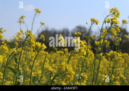 Schöne gelbe Blumen auf dem Feld im Dorf Stockfoto