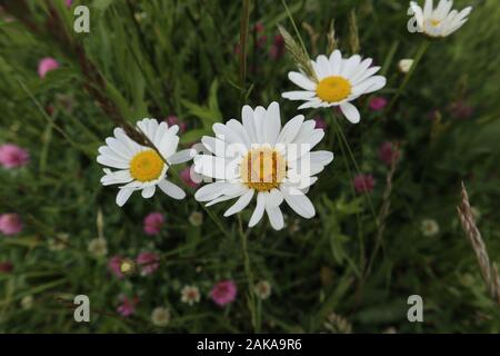 Foto von erstaunlichen weißen Frühlings-Blumen an einem schönen sonnigen Tag in der schönen Natur Stockfoto