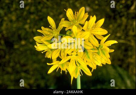 Blumenkopf von Allium Moly, Golden Knoblauch oder Yellow Onion. Eine sommerliche blühende Bulbose, die sich ideal für Waldgebiete eignet. Stockfoto