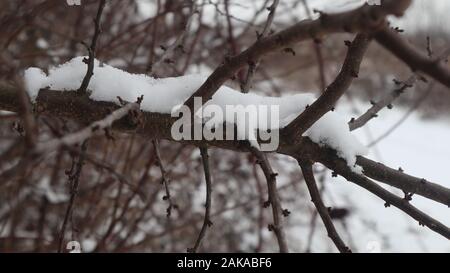 Tolle kalte Winteraufnahmen auf dem Landfeld, schöner Schnee und schöner Waldschuss von Ast Stockfoto