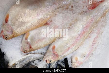 Frischer Forellenfisch Stockfoto