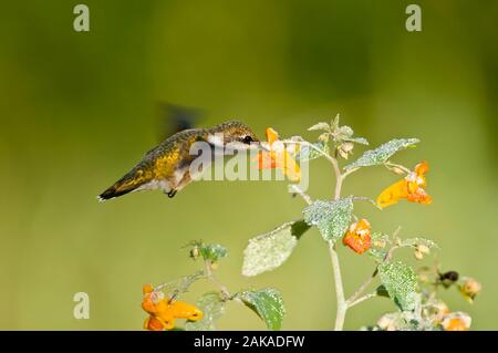 Summendes Vogelgefühl auf Blumen Stockfoto