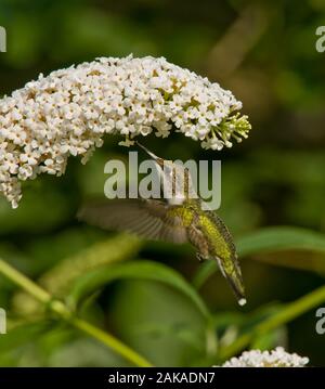 Summendes Vogelgefühl auf Blumen Stockfoto