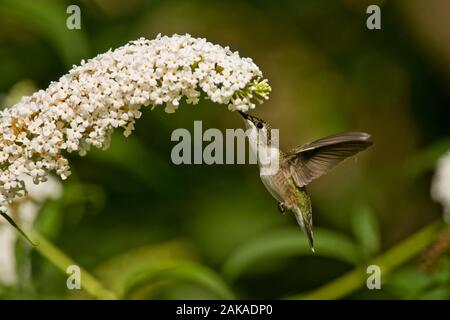 Summendes Vogelgefühl auf Blumen Stockfoto