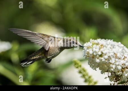 Summendes Vogelgefühl auf Blumen Stockfoto