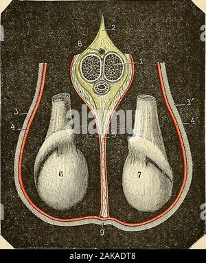 "Traité d'anatomie humaine: beschreibende Anatomie, Histologie, Développement. ct finement fibrillaire, appliquée Contre la Face interne duscrotum et Lui adhérant intimement. Ilse verfassen essentiellement de fibersmusculaires Lisses, auxquelles viennentsajouter, à titre déléments Acces-soires, des Fasern élastiques et desfibers conjonctives Ces Fasern muscu - laires affectent les Richtungen les plusdiverses. Le plus Grand nombre dentreelles, cependant, sind longitudinales, Mesz-à-dire disposées parallèlement auraphé médian. Elles sind, Gleichheit consé - quent, perpendiculaires aux Fahrten duscrotum, et ce Sohn Stockfoto