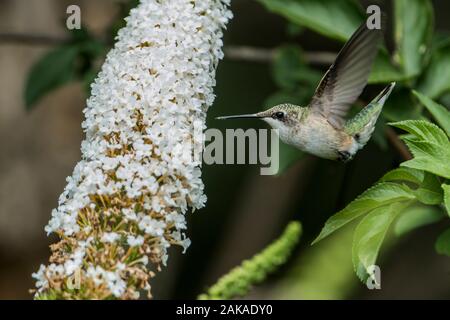 Summendes Vogelgefühl auf Blumen Stockfoto