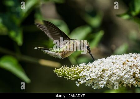 Summendes Vogelgefühl auf Blumen Stockfoto