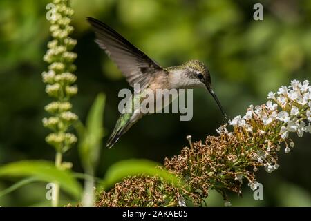 Summendes Vogelgefühl auf Blumen Stockfoto