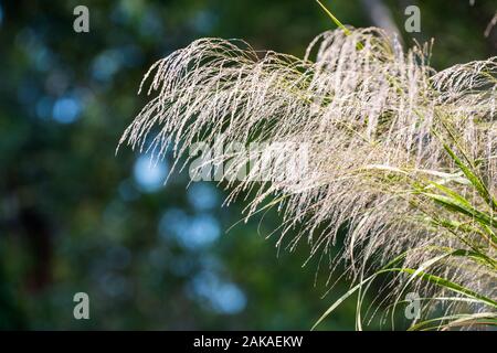 Blumen von Phragmites Communis (Lu Gen) Phragmites communis, oder Phragmites australis, eine beeindruckende chinesische Kraut mit hohen Lebensmittel- und medizinischen Wert. Stockfoto