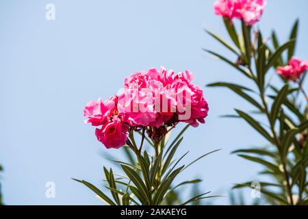 Rosa Blume von nerium Nerium oleander, ein Strauch oder kleiner Baum in der dogbane Familie Apocynaceae, giftig in allen seinen Teilen, die gemeinhin als nerium oder Ol bekannt Stockfoto