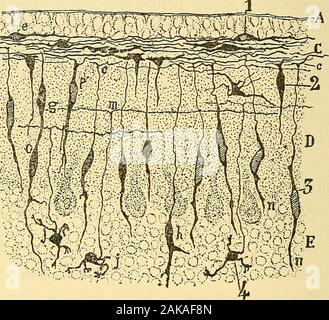 Les nouvelles Idées sur la Struktur du système nerveux: chez l'Homme et chez les vertébrés. de lules Purkinje, et de la rétine lescellules Ganglionnaires, où Elles apparaissentpresque en même temps que lexpansion ou tige principale; ici Elles disparaissent satrophient et Totalement. Körner du cervelet. - Ces cellules passent par des méta-morphoses curieuses extrêmement qui rappellent De partiecelles des Körperchen unipolaires des Ganglien rachidiens. Le cervelet des mammifères nouveau-nés, Souris,. lapin, Chien, Homme, etc., Possède, auf le Sait, Au-dessus de lacouche moléculaire une Zone Stockfoto
