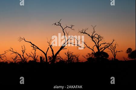 Baum Silhouette in orange Sonnenuntergang. Sonnenuntergang im Moremi Game Reserve Okavango Delta, Botswana, Afrika Wüste Stockfoto