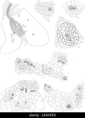 Die Anatomie und Morphologie der Blätter und Blütenstände der Welwitschia mirabilis. M.G. Sykes.del. ICV/il^ soH, Cambriclge. Syh es. Phvl. Trans. B Vol.201 PL. 18. M.G. Sy]^ es, Del. E. WilsoHi Cainofldge. Stockfoto