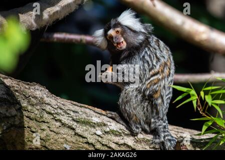 Eine gemeinsame marmoset in der Baumgrenze Stockfoto