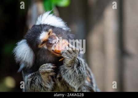 Eine gemeinsame marmoset in der Baumgrenze Stockfoto