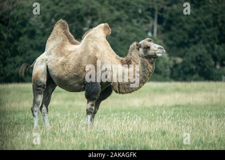 Eine bactrian camel Schürfwunden Stockfoto