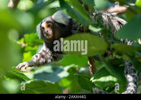 Eine gemeinsame marmoset in der Baumgrenze Stockfoto