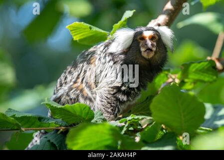 Eine gemeinsame marmoset in der Baumgrenze Stockfoto