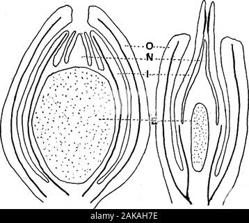 Die Anatomie und Morphologie der Blätter und Blütenstände der Welwitschia mirabilis. ent in Cardiocarpus und theCycads, während die inneren integument ist bere 2: arded als gleichwertig zu den Inneren integumentin Lagenostoma und die innere Schicht des theintegument in die anderen Formen. Ein bemerkenswerter Punkt, in dem die Wel-witschia Eizelle unterscheidet sich von allen anderen (exceptperhaps, der bennettitales)^liegt in theextraordinary Dehnung der nucellar Apex. Diese länglichen Teil ich als secondarilyderived durch das Wachstum des Apex von bothnucellus und dermalen Hüllen. Dass diese Region iscapable der tolle Stockfoto