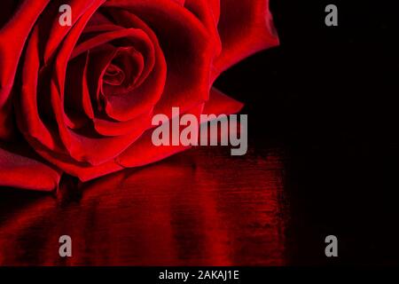 Nahaufnahme der roten Rose Blume auf rotem Hintergrund, rot Abstrakt Hintergrund, weichen, roten Rosenblättern Stockfoto