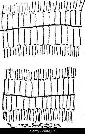 Die Anatomie und Morphologie der Blätter und Blütenstände der Welwitschia mirabilis. DiA. Xv - ein Bündel aus der ultimative Filiale einer weiblichen Blütenstand. An ein, zwei kleinere Bundles werden gesehen durch die Faltung des Kambiums hergestellt werden; bei B diese increasein Größe; bei 0 im Bundle wird amphivased, und die zwei kleineren sind wieder absorbiert wird.. Stockfoto