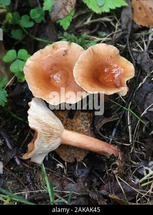Lactarius tabidus, bekannt als die Birke Milkcap, Pilze aus Finnland Stockfoto
