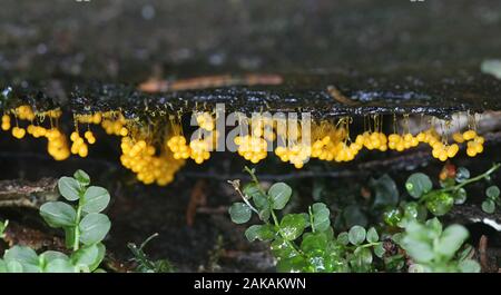 Badhamia utricularis, sporangien eines Schleimpilze oder Schimmel ohne Common Name Stockfoto