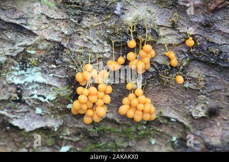 Badhamia utricularis, schleimpilze mit Nr. Gebräuchliche Bezeichnung, Muster aus Finnland Stockfoto