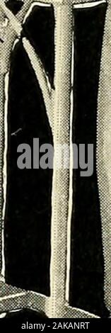 Asepsis secundum artem: die praktische Anwendung der Kunst der Asepsis zur Vorbereitung der Verbandmittel. f^t" ^^".1? j^"? ^^^^ t&^ IVt^^ fi?: ^P Sii>&:^^: y] ^. iM^> 7. &Lt;Johnson&Johnson ASEPSIS secundum artem, ^-^ DIE PRAKTISCHE ANWENDUNG DER TECHNIK DER ASEPSIS ZU DEN PREPARATIONOF VERBANDMITTEL JJ JJ ^J^^^ J.Au^^. JOHNSON&JOHNSON ASEPTISCHEN LABORATORIES NEW BRUNSWICK, New Jersey 1897 COPYRIGHT 1897. Fe * 4^^ Einführung ^.* ^.^. asepsissecunduma 00 John Stockfoto