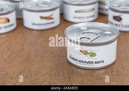 Zinn der Essbare Insekten / Neuheit essen - Weaver Ameisen / Oecophylla smaragdina. Konzept Insekten als menschliche Nahrung, entomophagy, essen Bugs Insekten. Stockfoto