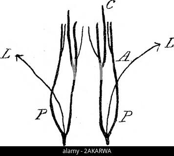 Die Anatomie und Morphologie der Blätter und Blütenstände der Welwitschia mirabilis. JLt^-C% © O.,, v/M. A. ilk^/i^m^^ Stockfoto