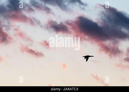 Red-breasted merganser Silhouette in Abend Nachleuchten Stockfoto