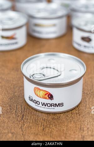 Zinn der Essbare Insekten / Neuheit essen - Sago Würmer/Rhyncophorus Art. Konzept Insekten als menschliche Nahrung, entomophagy, essen Bugs Insekten. Stockfoto