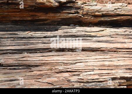 Versteinertes Holz, Stamm eines Baumes in Stein wie fossile, die verschiedene Sedimentschichten Stockfoto