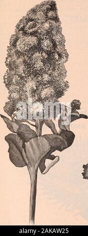 Die Farquhar Katalog der Samen 1900: Pflanzen, Blumenzwiebeln tools Düngemittel, Verbrauchsmaterialien. CENTAUREA IMPERIALIS. CENTAUREA IMPERIALIS, (NEUE RIESIGE MAIS - Blume.) Diese neuen Hybriden bewundernswert für Schnitt angepasst sind - Blume usebeing groß, schöne Form, duftende und sehr nachhaltig. Die Blüten auf langen Stielen getragen werden, Stout, wodurch Sie die meisten valuablefor verzieren große Vasen. Art.Nr.2575. Feinste gemischt. Alle farben Pkt., .10 I Nr. 2578. - ROSE Pkt., 0,15 Euro Nr. 2576. - Flieder •".15 Nr.2579. - Lila 0,15 Euro Nr. 2577. - Rosa mit weißer Mitte. .15 | Nr. 2581. - Weiß" • .15 COPTBIGHTBD BT R. und J. FARQUHAR &, CO., 189 Stockfoto