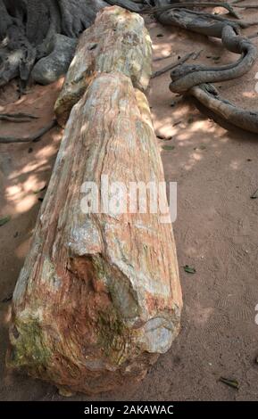 Versteinertes Holz, Stamm eines Baumes in Stein wie fossile, die verschiedene Sedimentschichten Stockfoto
