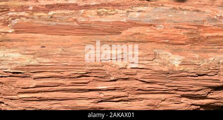Versteinertes Holz, Stamm eines Baumes in Stein wie fossile, die verschiedene Sedimentschichten Stockfoto