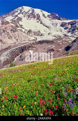 Sommer Wildblumen blühen in der Wiese unten Nisqually Gletscher auf Mt Rainier, Mt Rainier National Park, Washington State, USA Stockfoto