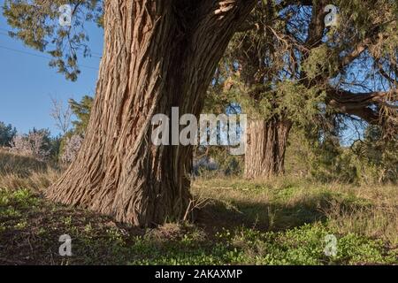 Juniperus thurifera Bäume. Ademuz. Comunitat Valenciana. Spanien Stockfoto