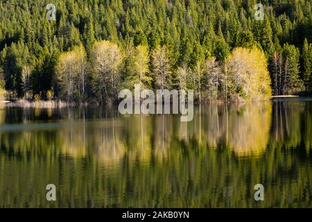 Blick auf die Bäume auf dem Lake Shore Stockfoto