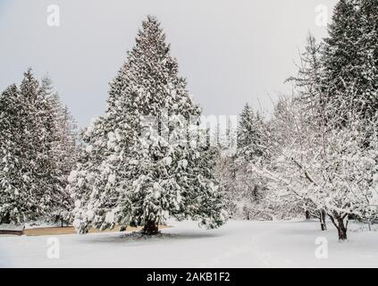 Landschaft mit Wald im Winter, Bainbridge Island, Washington, USA Stockfoto
