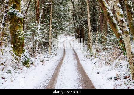 Landschaft mit Schmutz der Straße im Wald im Winter, Bainbridge Island, Washington, USA Stockfoto