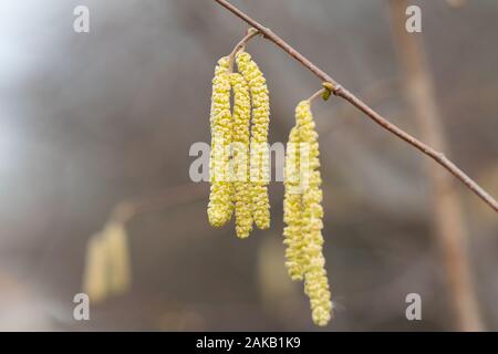 Ein blühender Strauch haselnuss (Corylus avellana) im späten Winter Stockfoto