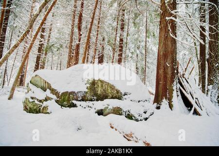 Schnee auf Boulder im Wald im Winter, Bainbridge Island, Washington, USA Stockfoto