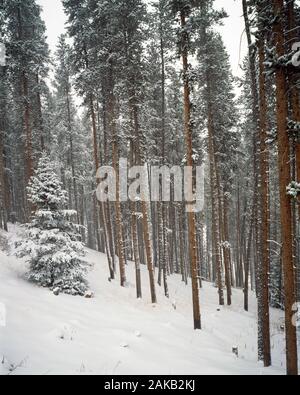 Landschaft mit Blick in auf die Berge im Winter, Vail, Colorado, USA Stockfoto