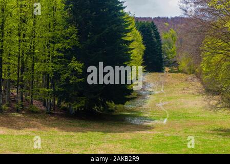 Bäume im Amiata Berg im Frühjahr Saison, Toskana Stockfoto