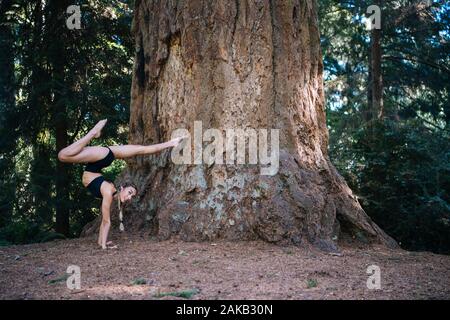 Frau Yoga unter Giant Sequoia, Tacoma, Washington State, USA Stockfoto