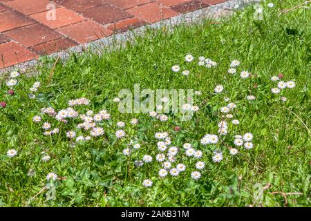 Weiß Kamille wächst auf dem grünen Rasen Stockfoto